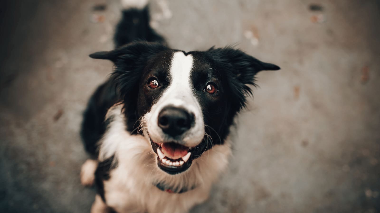 Cachorro preto e branco olhando para a câmera, sorrindo